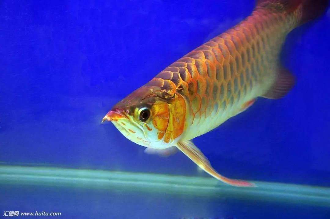 龍魚壁紙超清動態：關于龍魚壁紙超清動態的相關信息
