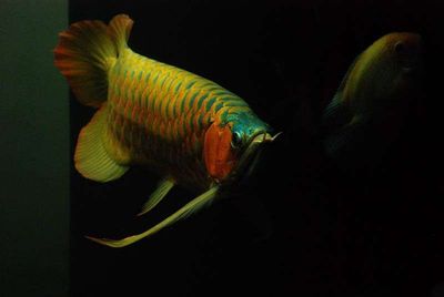 龍魚壁紙超清動態：關于龍魚壁紙超清動態的相關信息