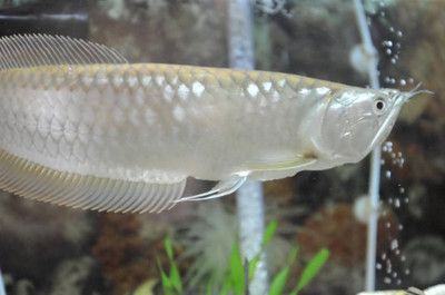 銀龍魚胎記（關于銀龍魚胎記的說法）