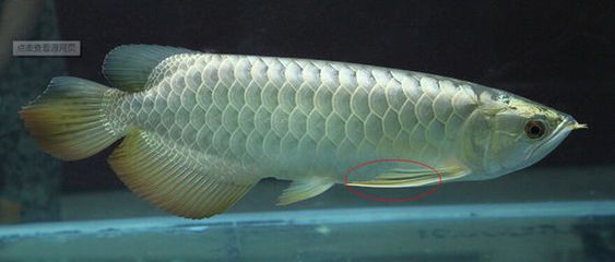 銀龍魚胎記（關于銀龍魚胎記的說法）