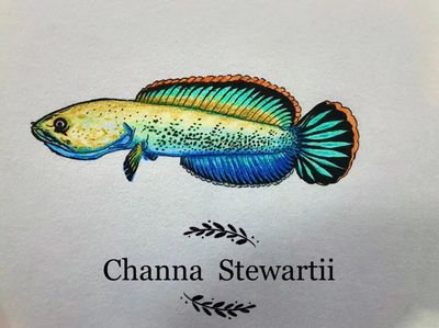 雷龍魚常見病癥以及治療方法：雷龍魚常見病癥包括蒙眼病、水霉病、白膜病以及內(nèi)外寄生蟲病
