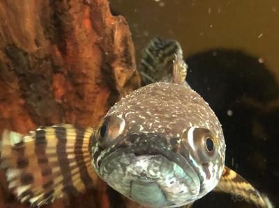 雷龍魚常見病癥以及治療方法：雷龍魚常見病癥包括蒙眼病、水霉病、白膜病以及內(nèi)外寄生蟲病