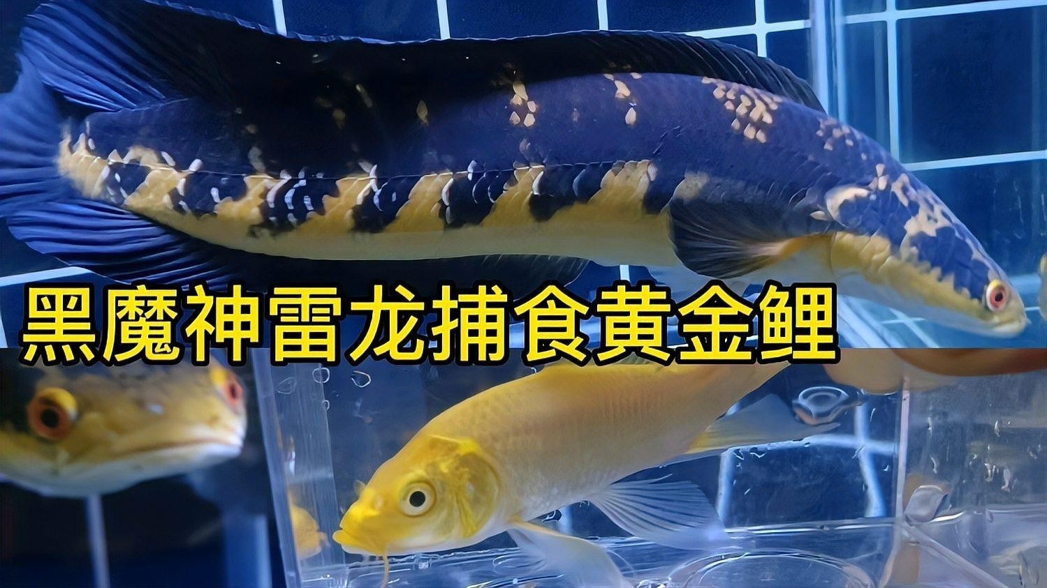 黑摩神雷龍魚