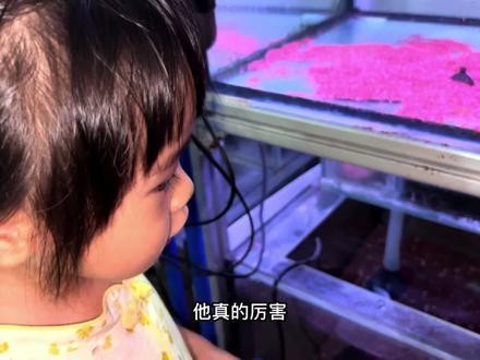黑摩神雷龍魚