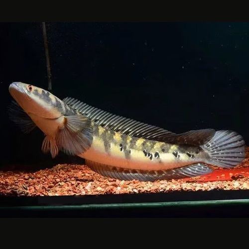 黑摩神雷龍魚