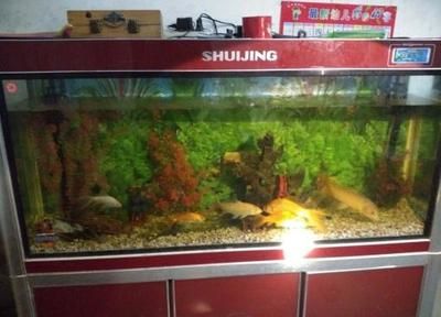 龍魚缸不養(yǎng)龍魚可以養(yǎng)什么植物：龍魚缸中養(yǎng)殖的植物是一種適合在龍魚缸中養(yǎng)殖的植物