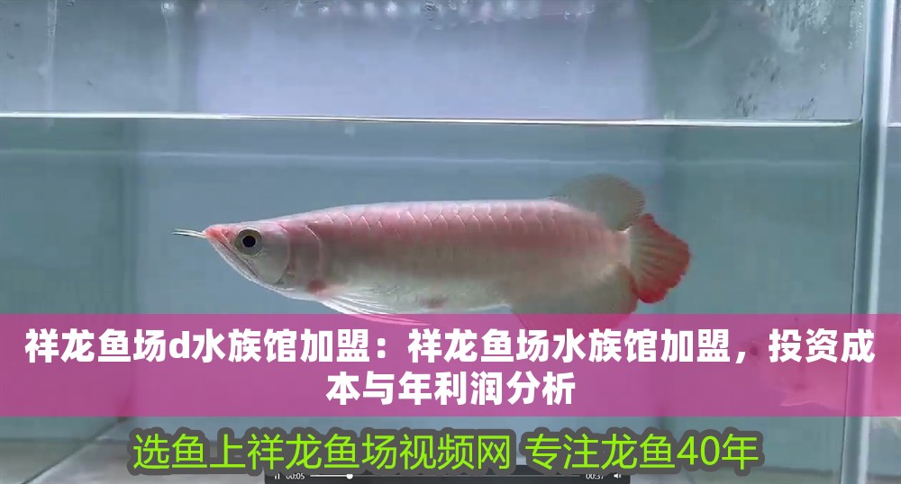 祥龍魚場d水族館加盟:祥龍魚場水族館加盟,投資成本與年利潤分析 龍魚百科 第1張 祥龍魚場d水族館加盟:祥龍魚場水族館加盟,投資成本與年利潤分析 祥龍魚場d水族館加盟:祥龍魚場水族館加盟,投資成本與年利潤分析 龍魚百科 第1張