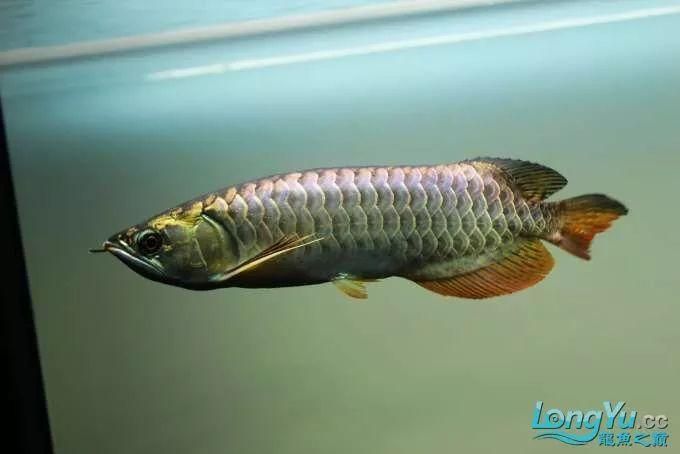 頂級龍魚價格多少（最貴的龍魚多少錢一條）