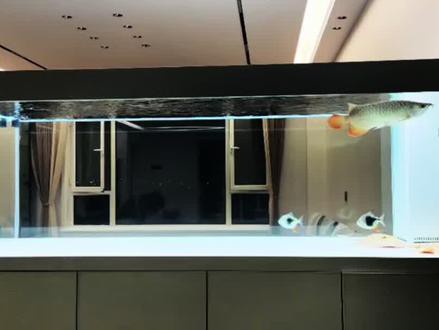 紅龍魚換缸后幾天喂食