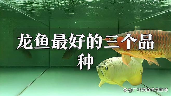 赤血紅龍和辣椒紅龍哪個更適合新手