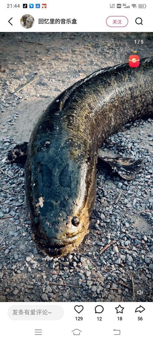 海南野生雷龍魚