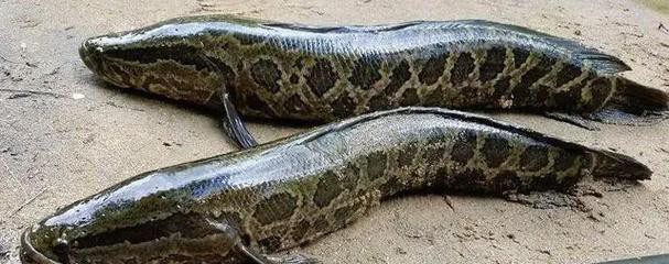 海南野生雷龍魚