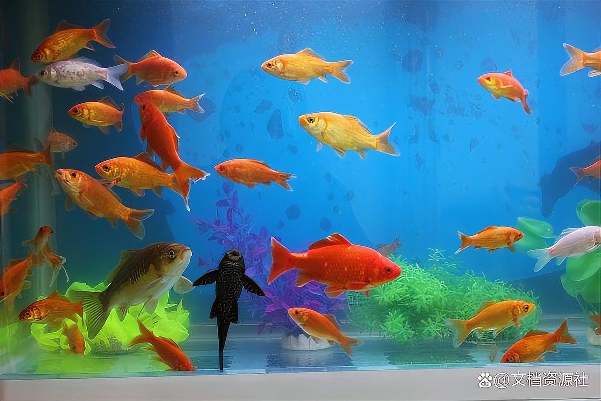 龍魚養(yǎng)單還是雙