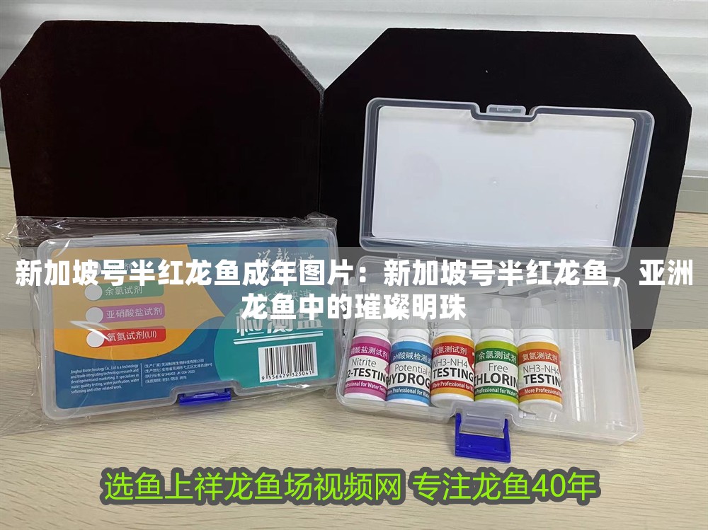 新加坡號半紅龍魚成年圖片：新加坡號半紅龍魚，亞洲龍魚中的璀璨明珠