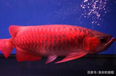 紅龍魚的樣子是什么（紅龍魚是什么樣的血紅龍魚怎么養(yǎng)好它才能養(yǎng)好它）