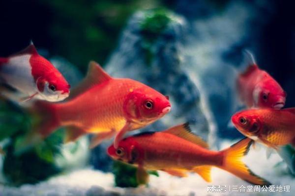 魚缸一般幾條魚最旺