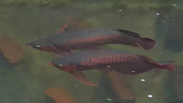 什么叫龍魚側(cè)游