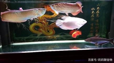 給龍魚買的小魚怎么消毒：給龍魚買的小魚消毒方法