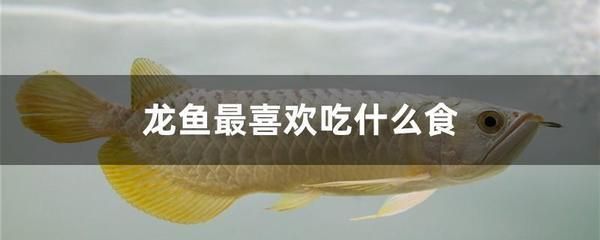給龍魚買的小魚怎么消毒：給龍魚買的小魚消毒方法