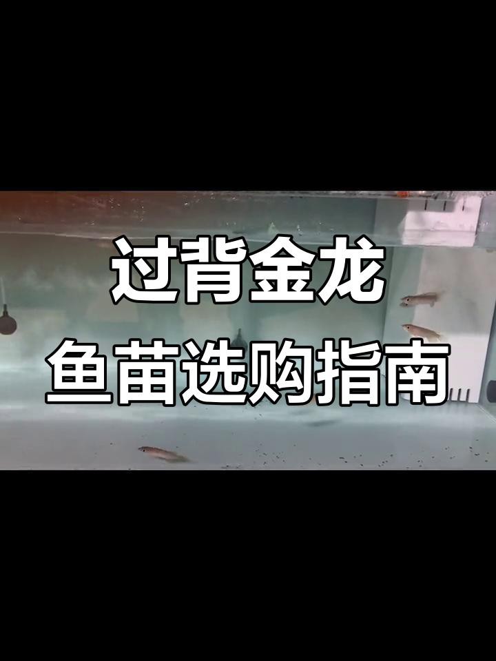 過背金龍魚的市場價格是多少