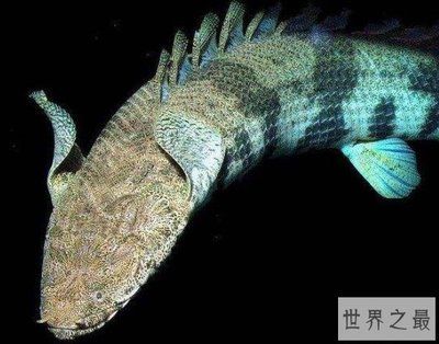 恐龍王魚植物性食物添加量：恐龍王魚植物性食物添加量探索恐龍王魚營養需求與喂食技巧
