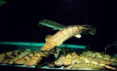 恐龍王魚植物性食物添加量：恐龍王魚植物性食物添加量探索恐龍王魚營養需求與喂食技巧