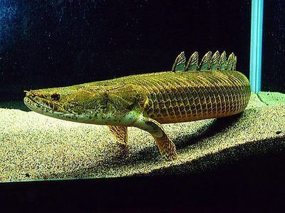 恐龍王魚植物性食物添加量：恐龍王魚植物性食物添加量探索恐龍王魚營養需求與喂食技巧