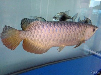 金龍魚論壇：快速訪問金龍魚論壇是一個與金龍魚品牌相關的社區
