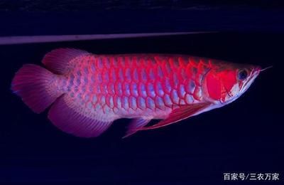龍魚哪個貴（金龍魚、紅龍魚、過背金龍魚、銀龍魚的價格差異）