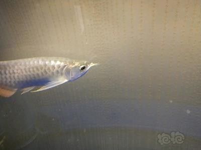 龍魚的選擇與鑒賞方法是什么樣的：如何選擇龍魚