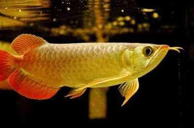 價(jià)值百萬的金龍魚價(jià)格是多少（“價(jià)值百萬”的金龍魚價(jià)格是多少錢一條金龍魚的價(jià)格是多少錢一條）