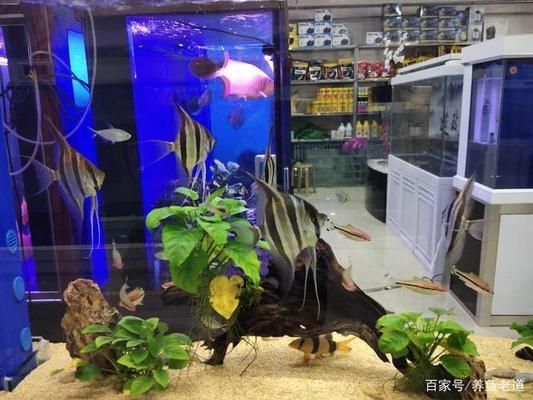潛水艇魚攻擊性行為的案例