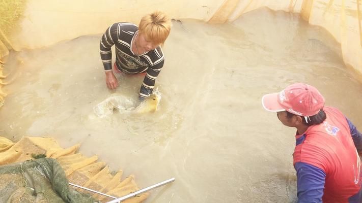 國內龍魚都是進口的嗎為什么那么便宜：龍魚市場競爭現狀分析,龍魚養殖成本控制方法