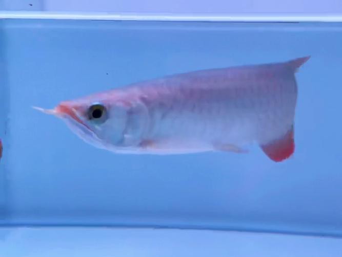 給我一張紅龍魚幼苗的視頻