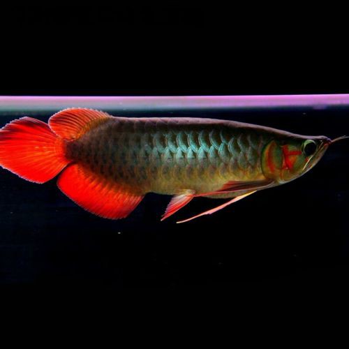 給我一張紅龍魚幼苗的視頻