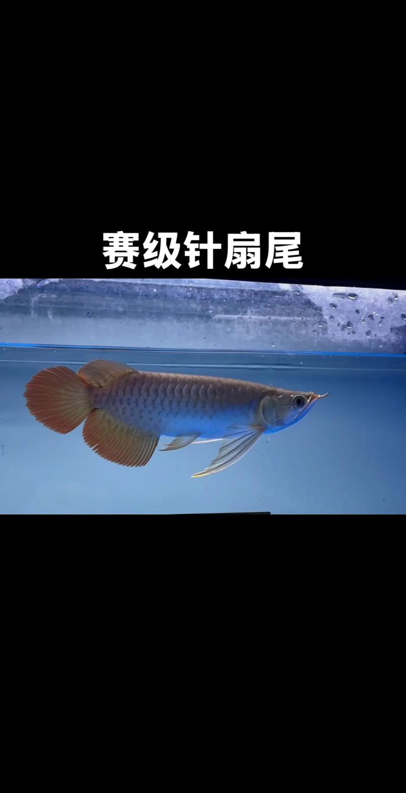 給我一張紅龍魚幼苗的視頻