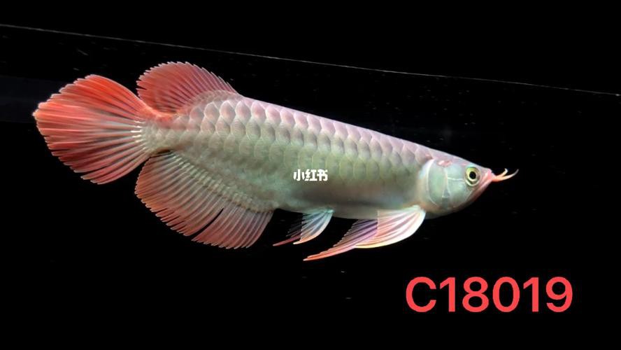 給我一張紅龍魚幼苗的視頻