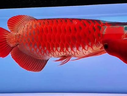 給我一張紅龍魚幼苗的視頻