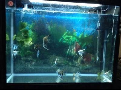 龍魚缸pH值調節方法（如何調節龍魚缸的ph值）