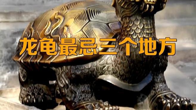 龍龜的擺放有哪些禁忌？