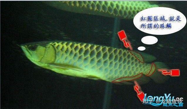 金龍魚等級劃分標準