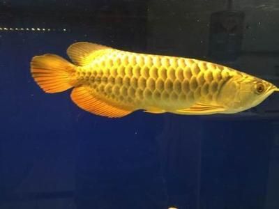 龍魚(yú)都不吃東西怎么辦：龍魚(yú)不吃東西可能由多種因素引起，解決方法及解決方法