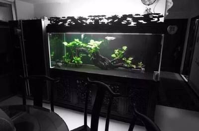 龍魚過(guò)濾器材怎么搭配好（龍魚缸底缸過(guò)濾優(yōu)缺點(diǎn)）