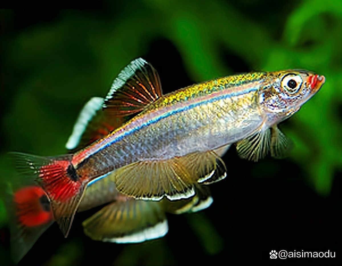 錦鯉和龍魚哪個更好養？