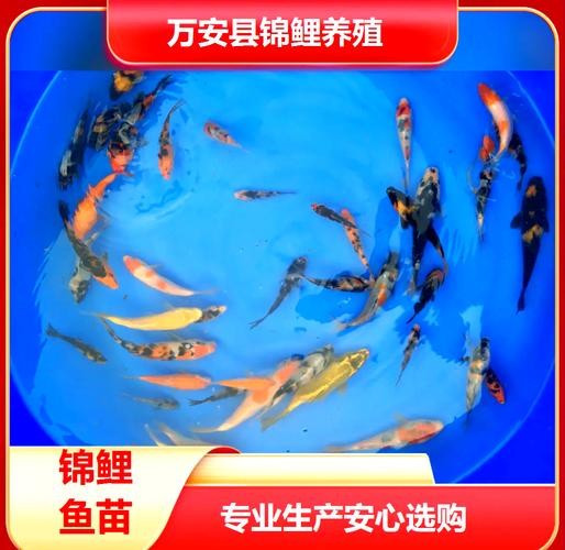 錦鯉和龍魚哪個更好養？
