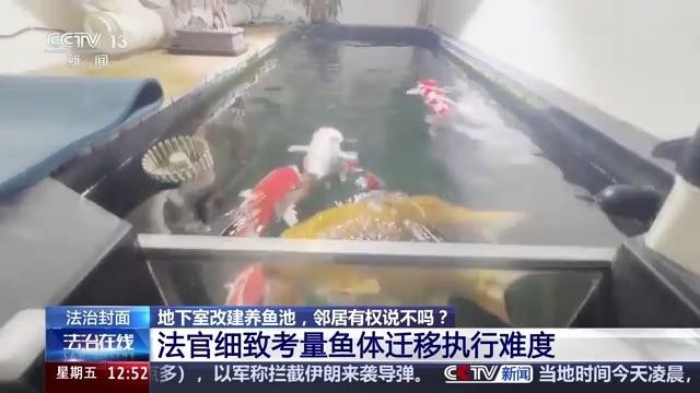 錦鯉和龍魚哪個更好養？