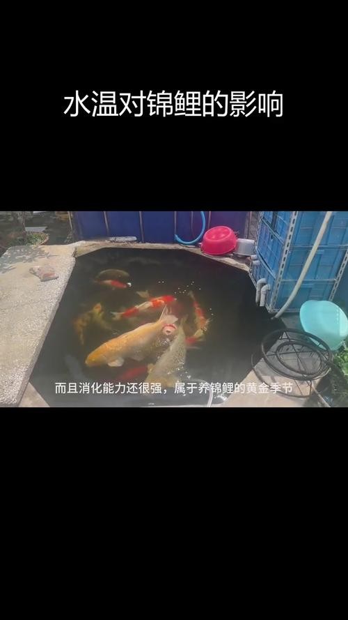 錦鯉和龍魚哪個更好養？