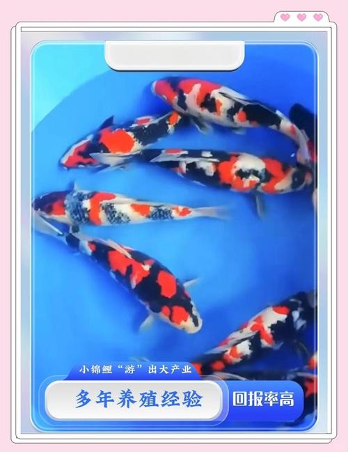 錦鯉和龍魚哪個更好養？