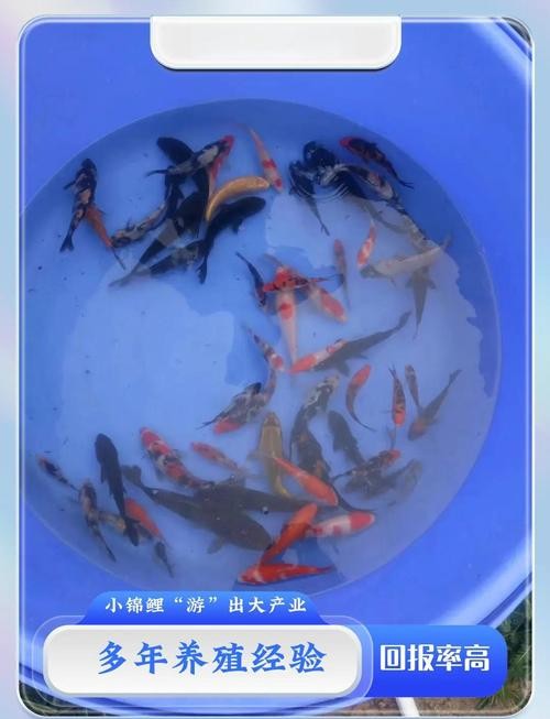 錦鯉和龍魚哪個更好養？