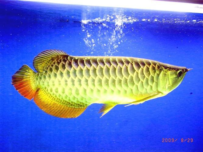 金龍魚群的圖片